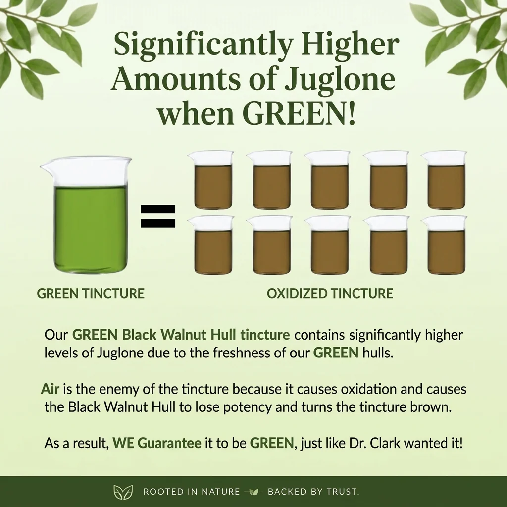 GREEN Black Walnut Hull Tincture (Extra Strength), 2 oz - Image 7